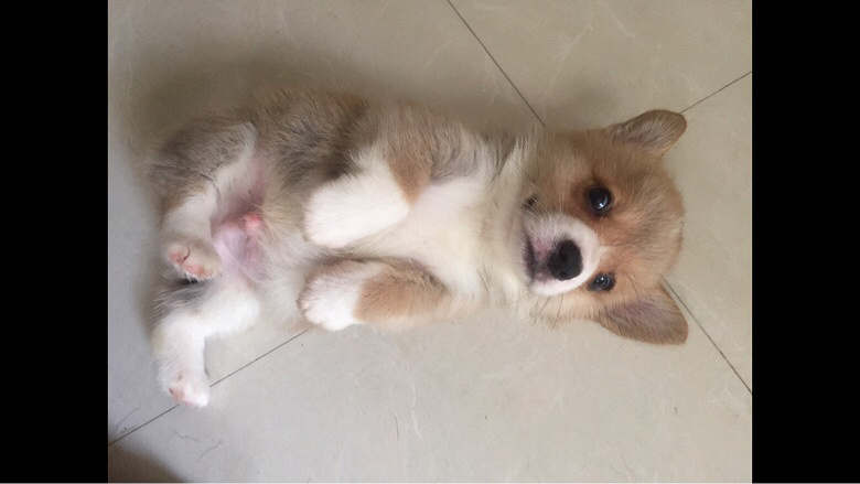 �»���Ȯ����