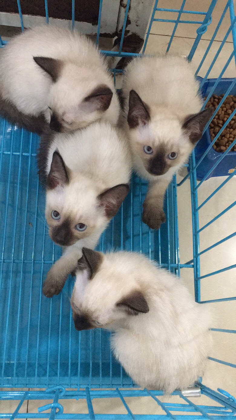 ������������è��������Ӣ����ëè