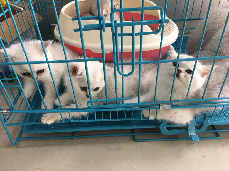 ������������è��������Ӣ����ëè