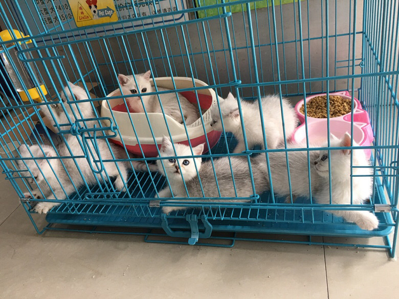 ������������è��������Ӣ����ëè