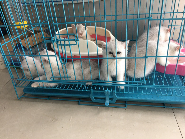 ������������è��������Ӣ����ëè