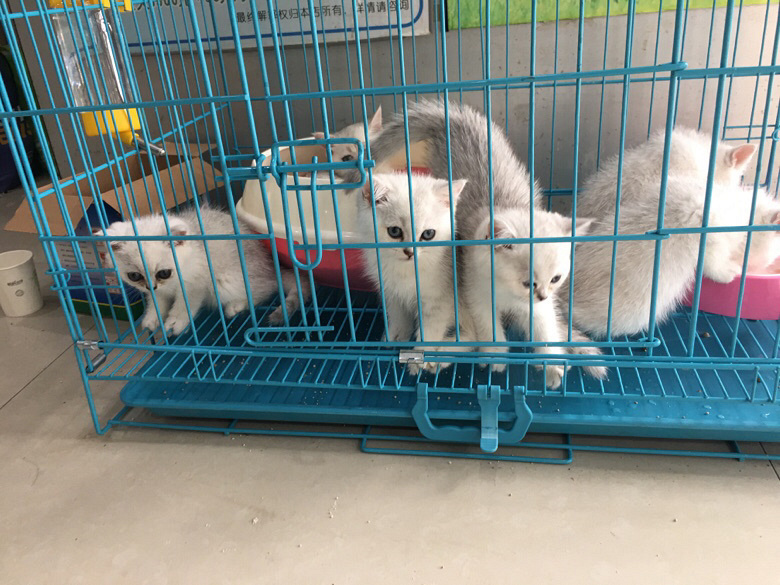 ������������è��������Ӣ����ëè