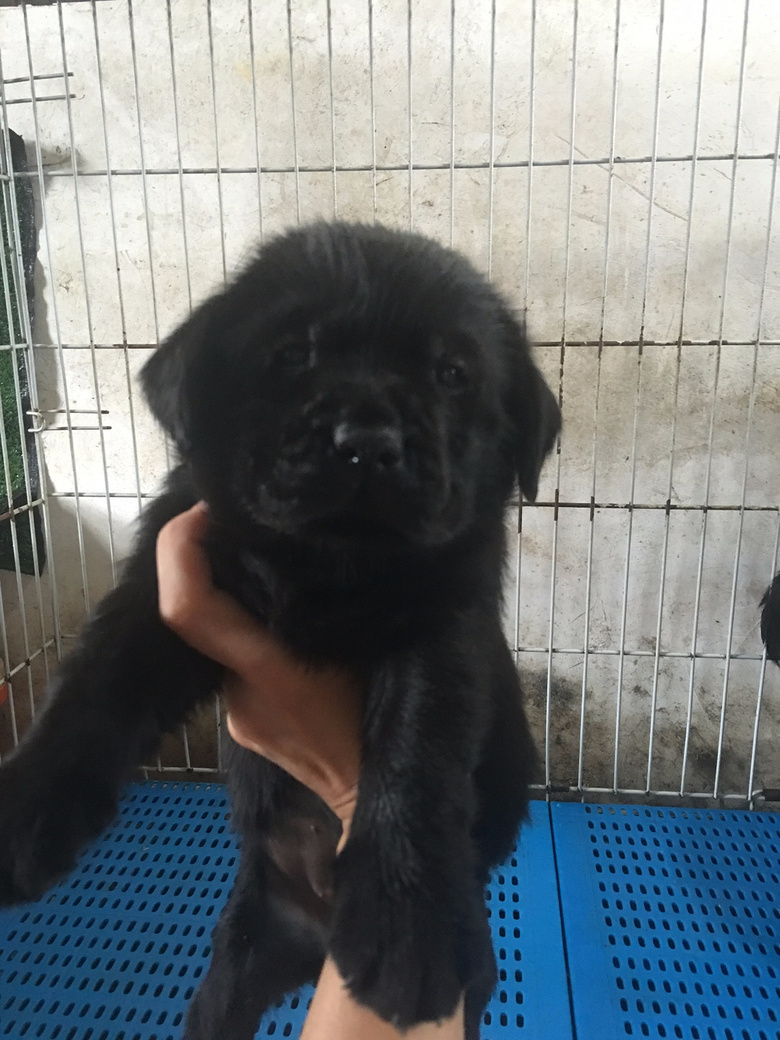 ��˫Ѫͳ��������С��