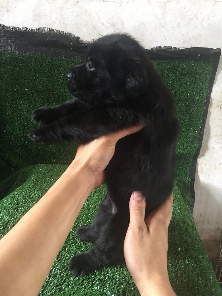 ��˫Ѫͳ��������С��