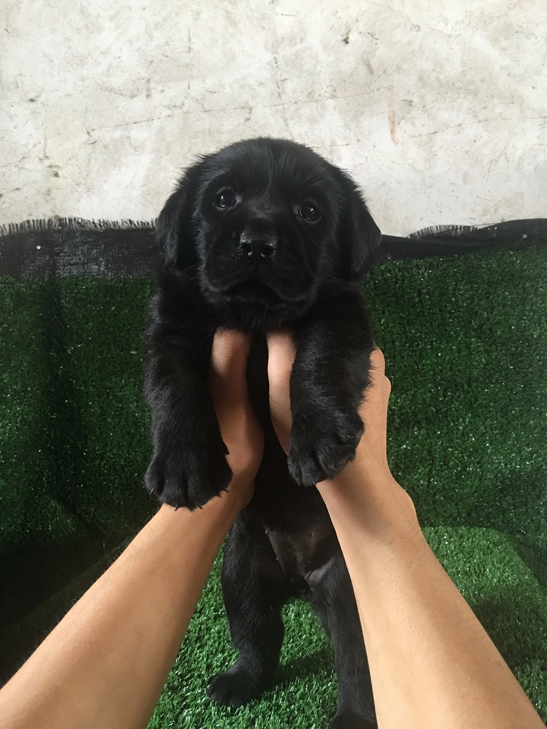 ��˫Ѫͳ��������С��