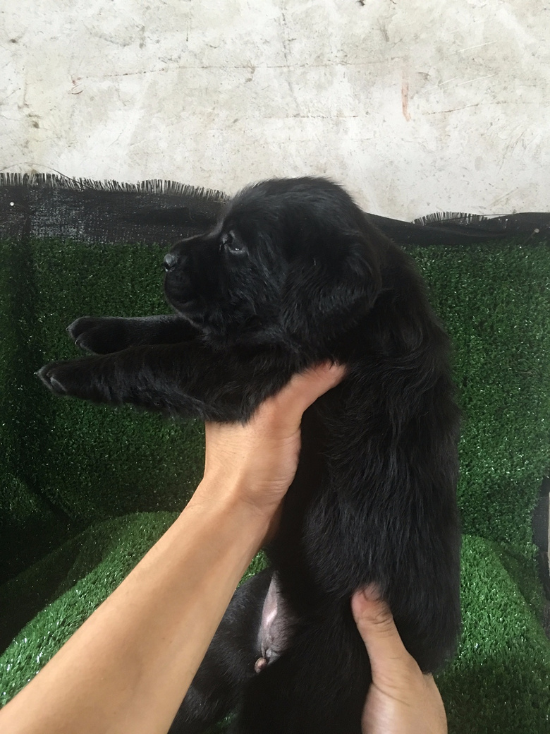 ��˫Ѫͳ��������С��