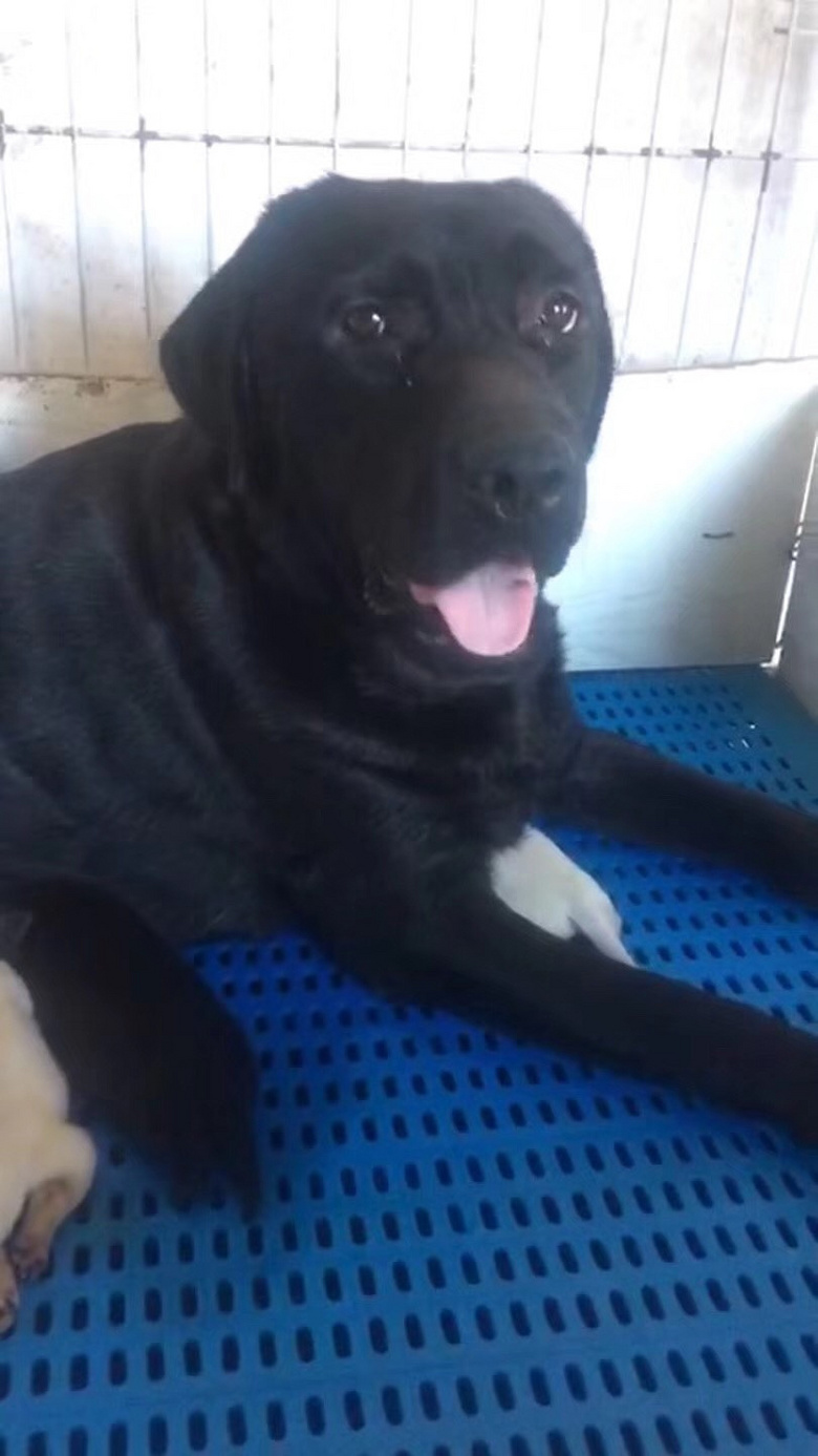 ��˫Ѫͳ��������С��