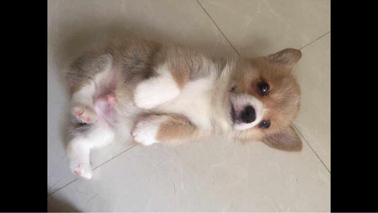 �����»���Ȯ����