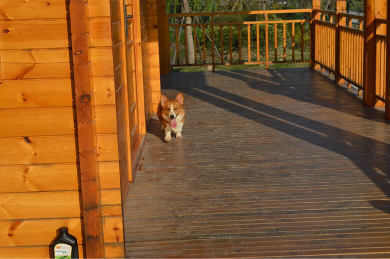 �����»���Ȯ����