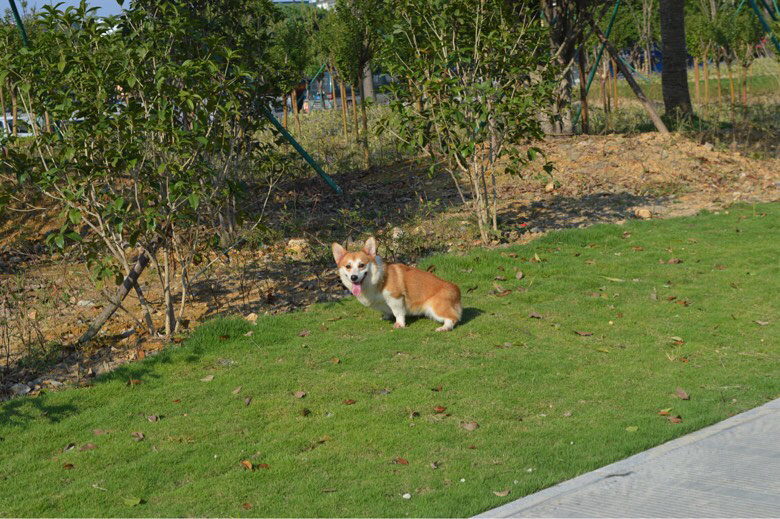 �����»���Ȯ����