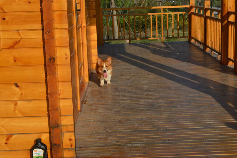 �����»���������