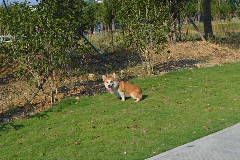 �����»���������