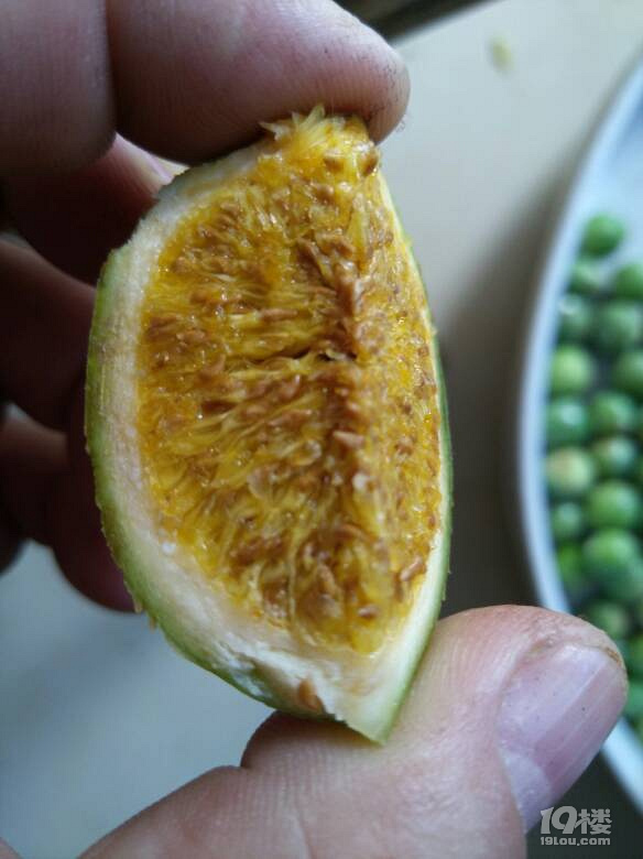 石莲糊迷道好的猛