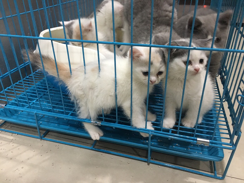 �������س��۸������è�������Լ۱ȸ�