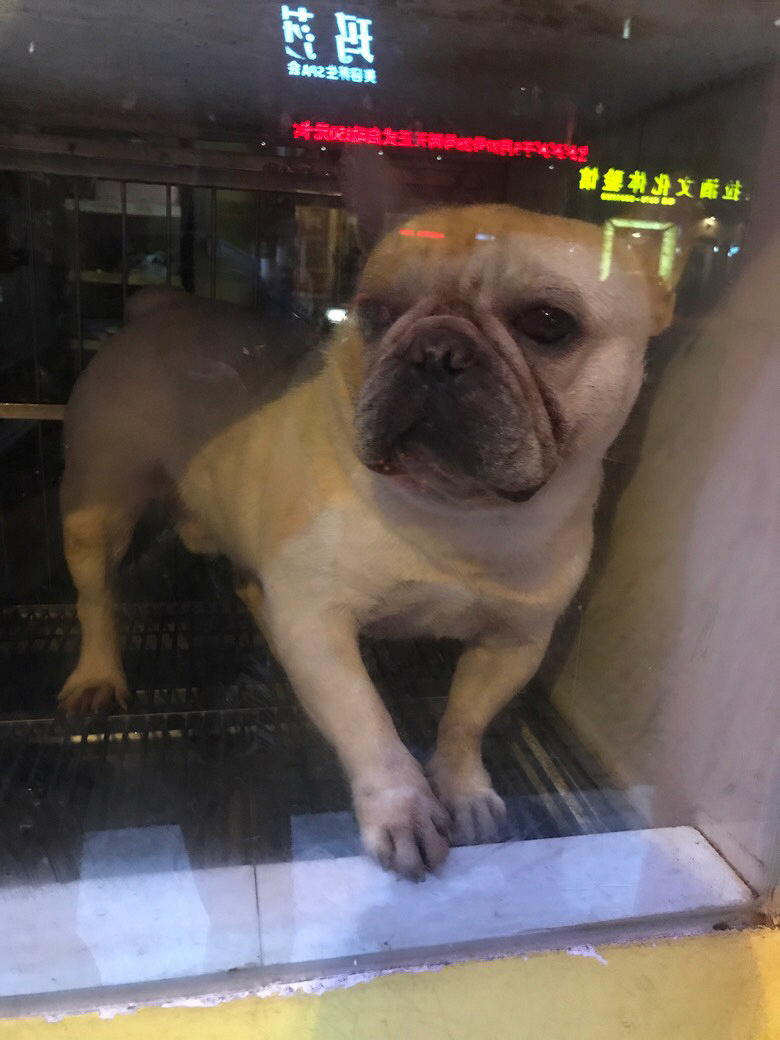 ���Լ�����˫Ѫͳ���ַ�ţ��Ȯ