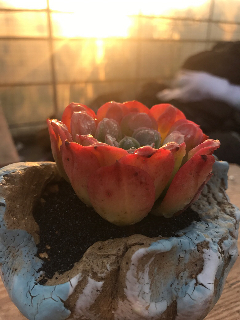 Ư�������