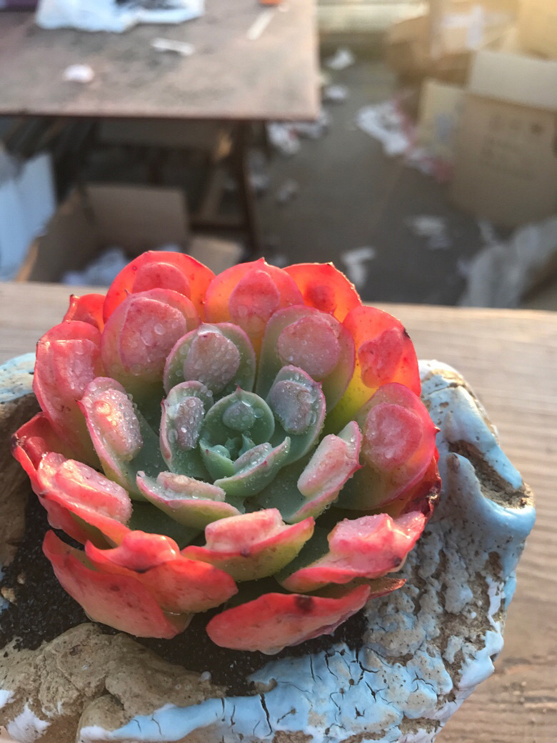 Ư�������