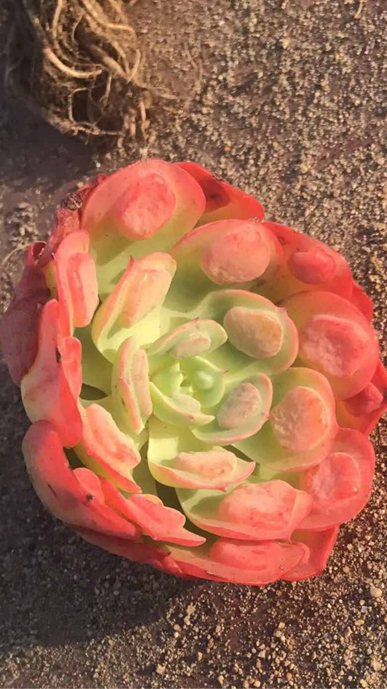 Ư�������