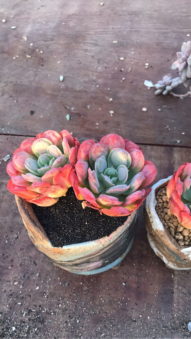 Ư�������