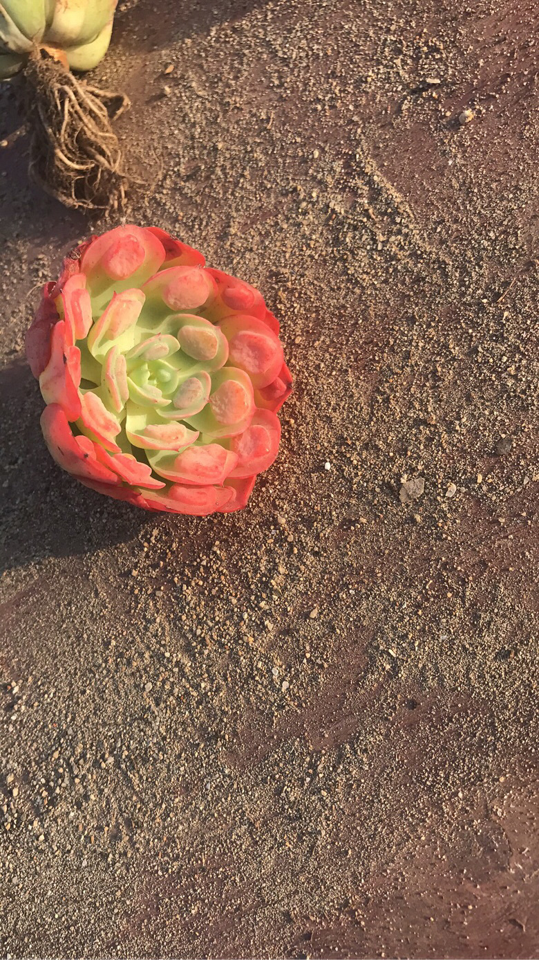 Ư�������