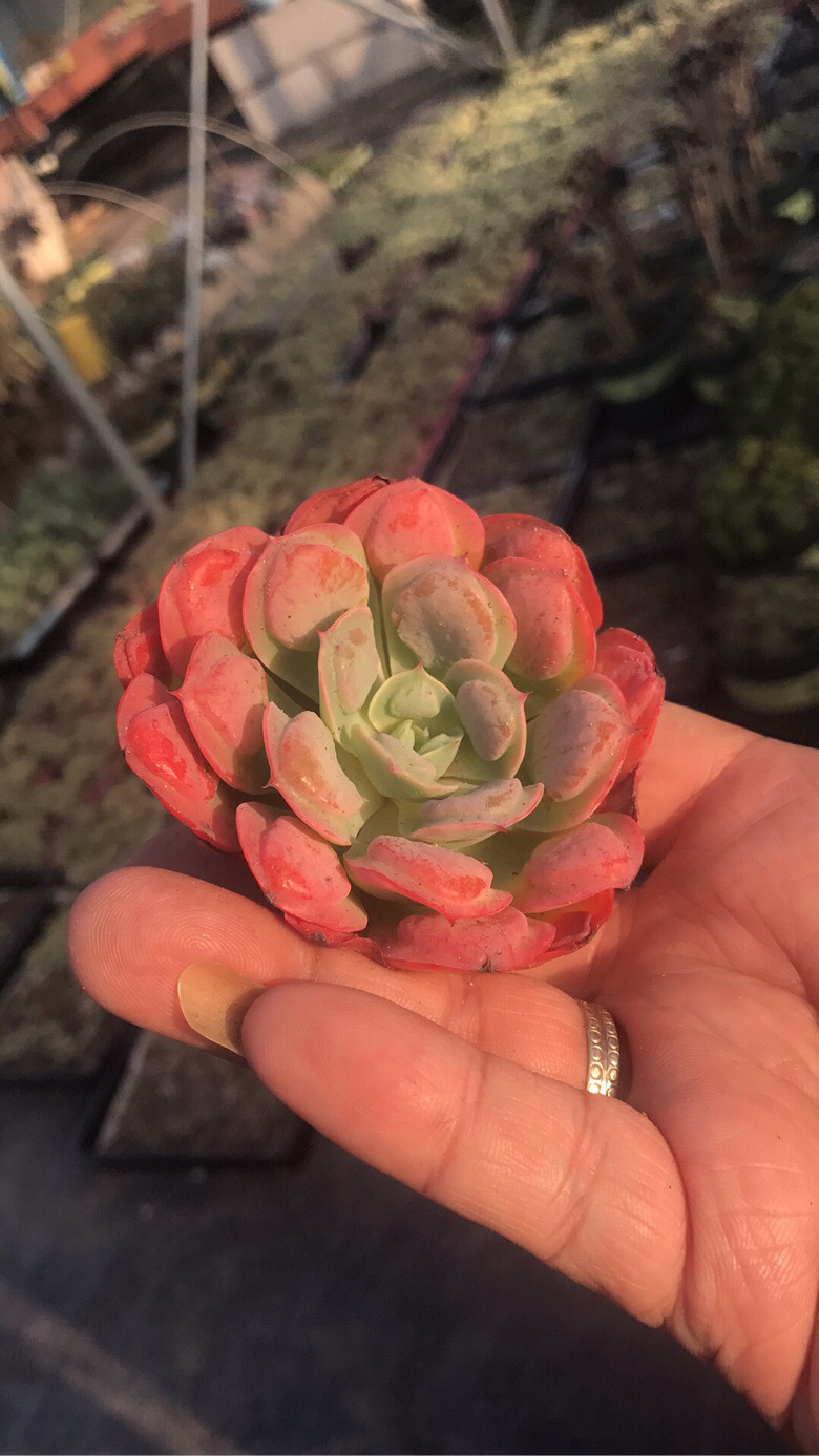 Ư�������