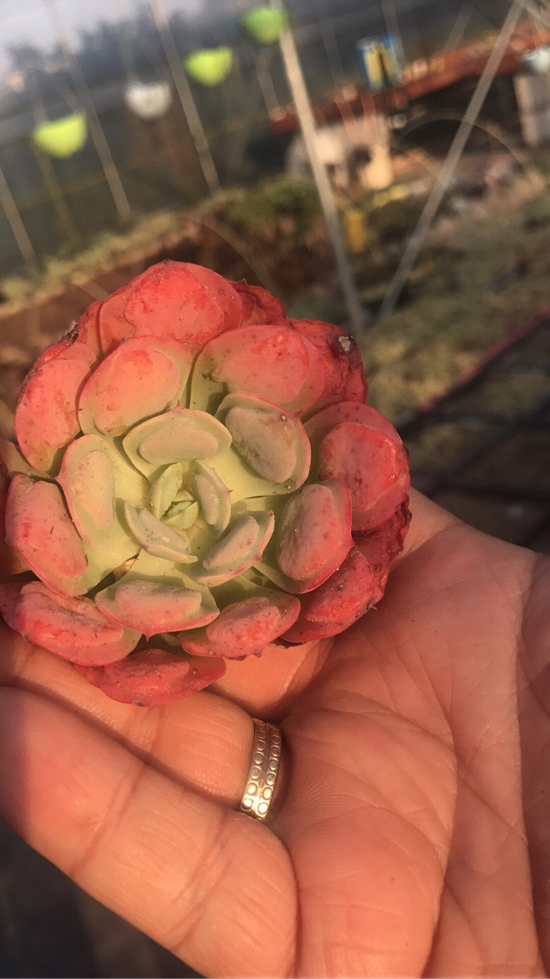 Ư�������