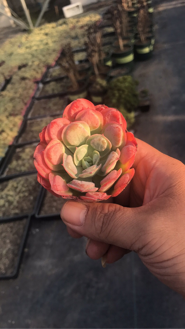 Ư�������