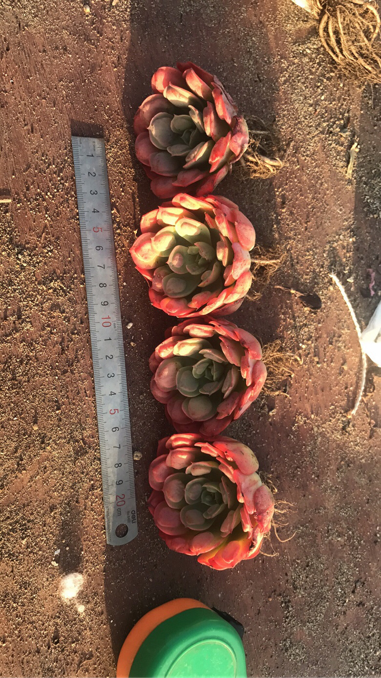 Ư�������