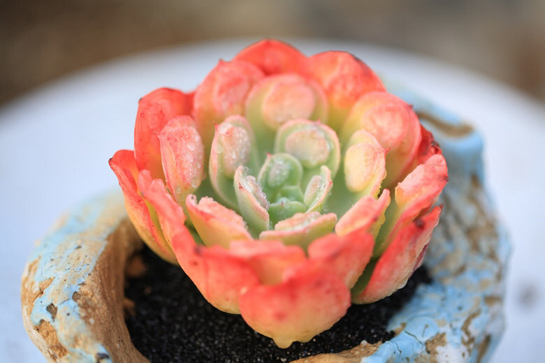 Ư�������