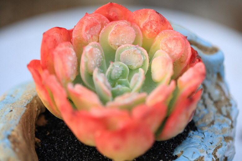 Ư�������