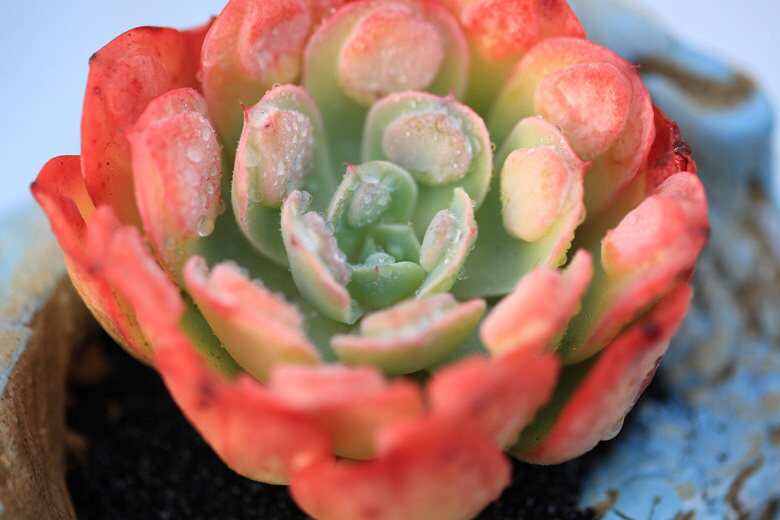 Ư�������