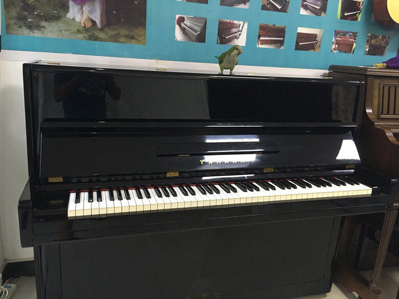 �����ձ�YAMAHA����12800Ԫ