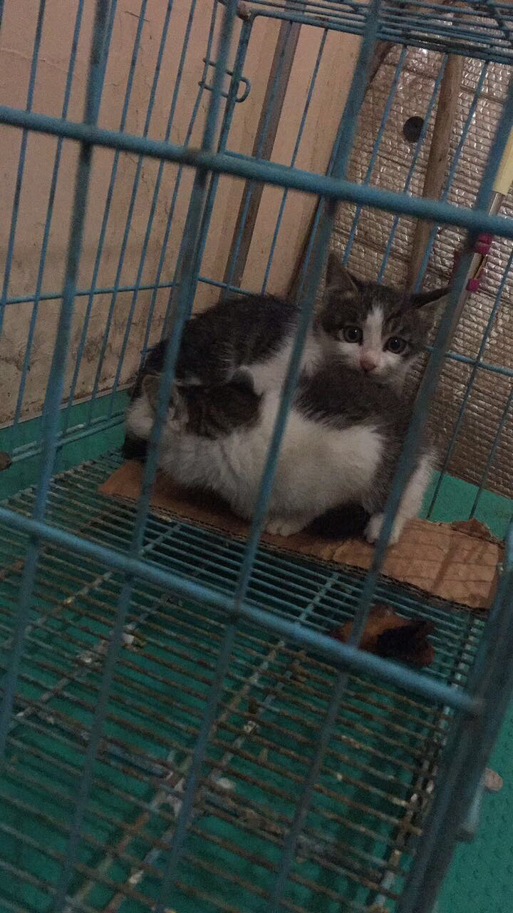 һ��С��è���������·�Ž��壬ϲ��������