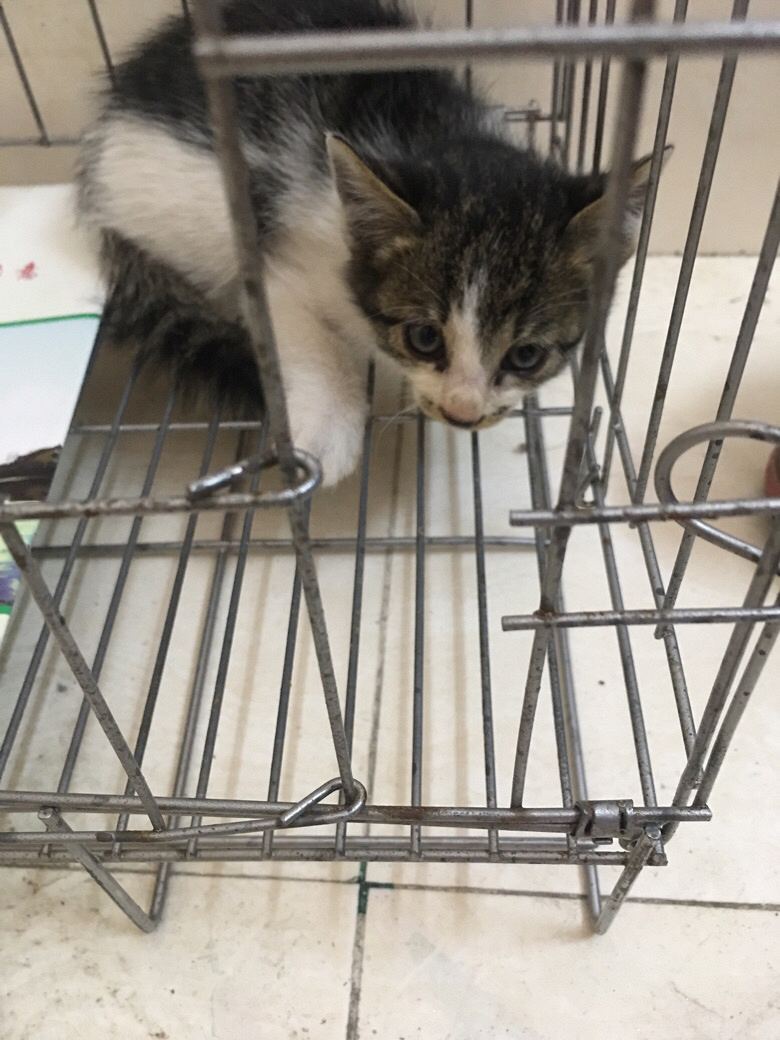 һ��С��è���������·�Ž��壬ϲ��������