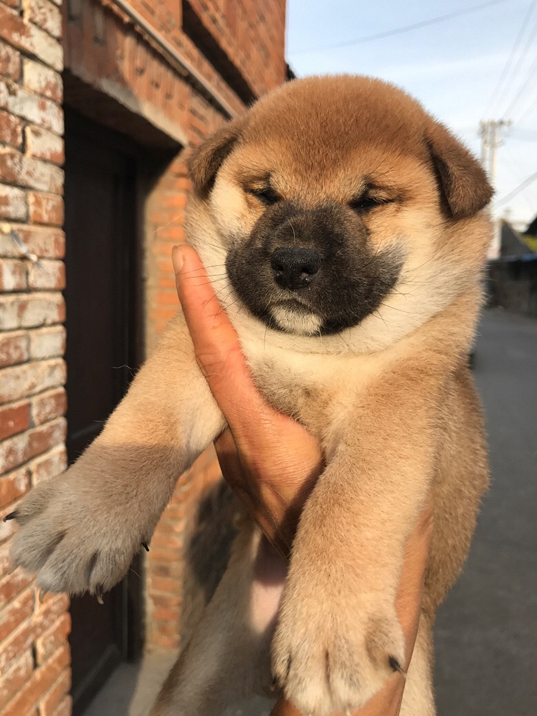 wanghong�ȳ��ձ���Ȯ