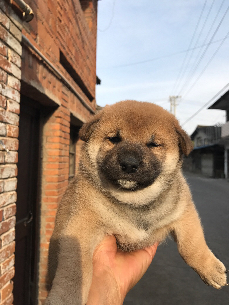 wanghong�ȳ��ձ���Ȯ