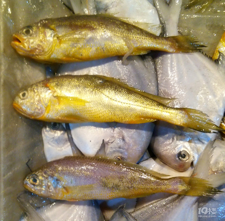 请教大侠菜场上面的黄梅瞳鱼蛟蛟鱼鲜子鱼如何区分