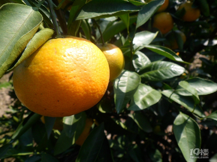 橘子老实黄