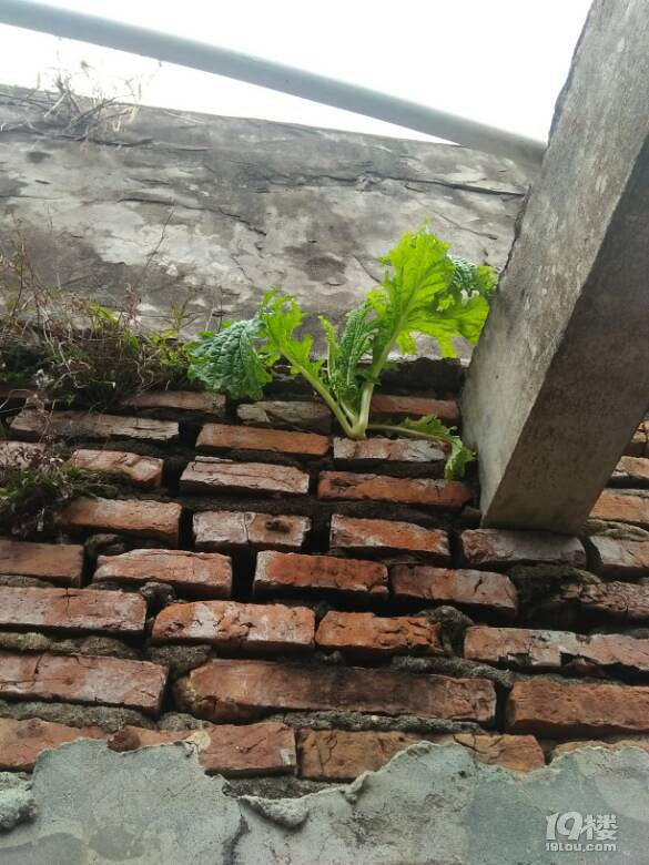 神奇的种子-讲白搭-台州19楼