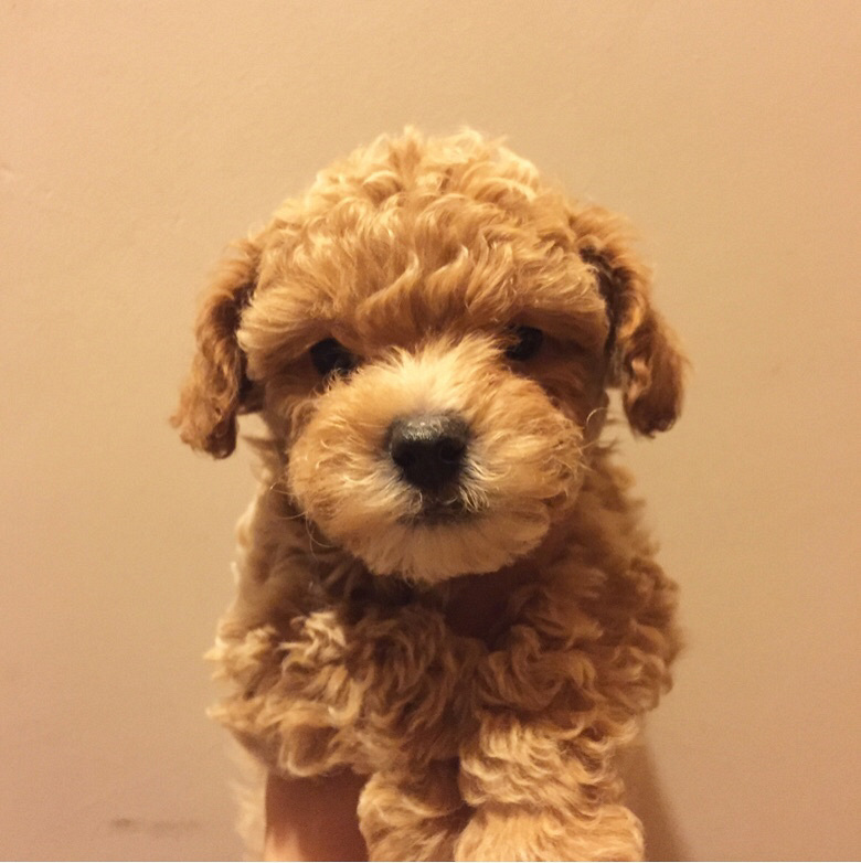 ���������´���̩�Ϲ����Ȯ������ ��ĸ���� �ǳ�����