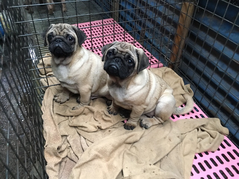 ���ȵİ͸�����������������