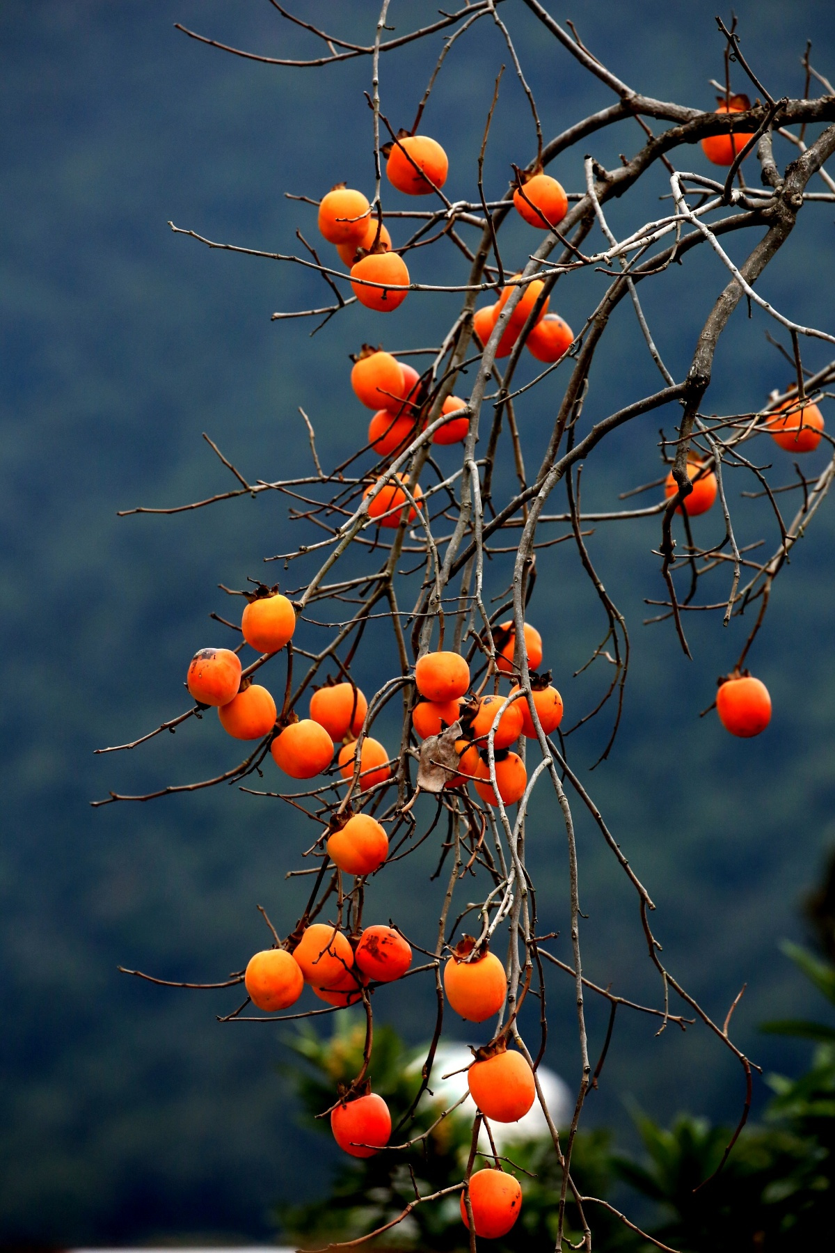 秋天熟透了的柿子高清图片下载-正版图片500641720-摄图网