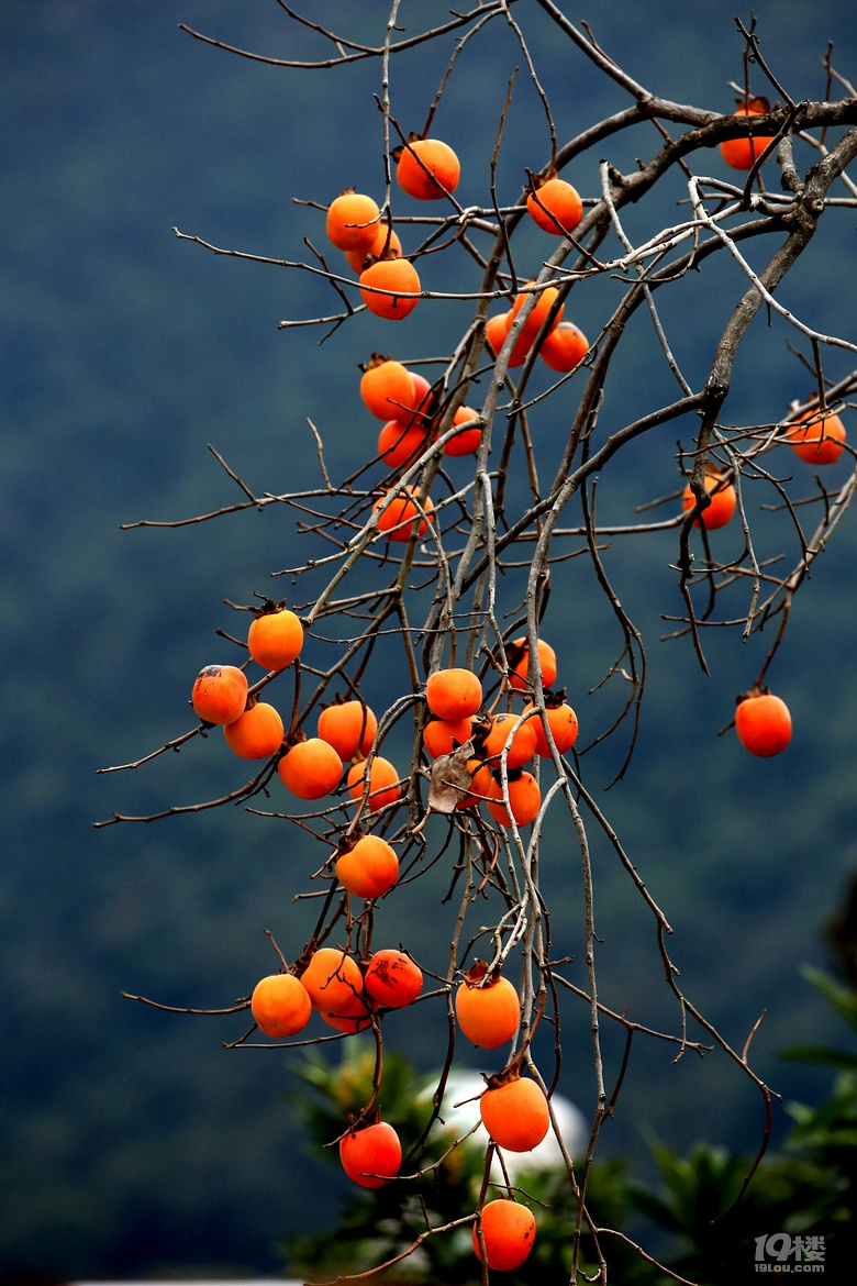 药山赏柿子-摄影技术-摄影部落-台州19楼