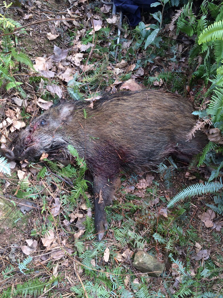 �Թ������ˣ��ײ˼���