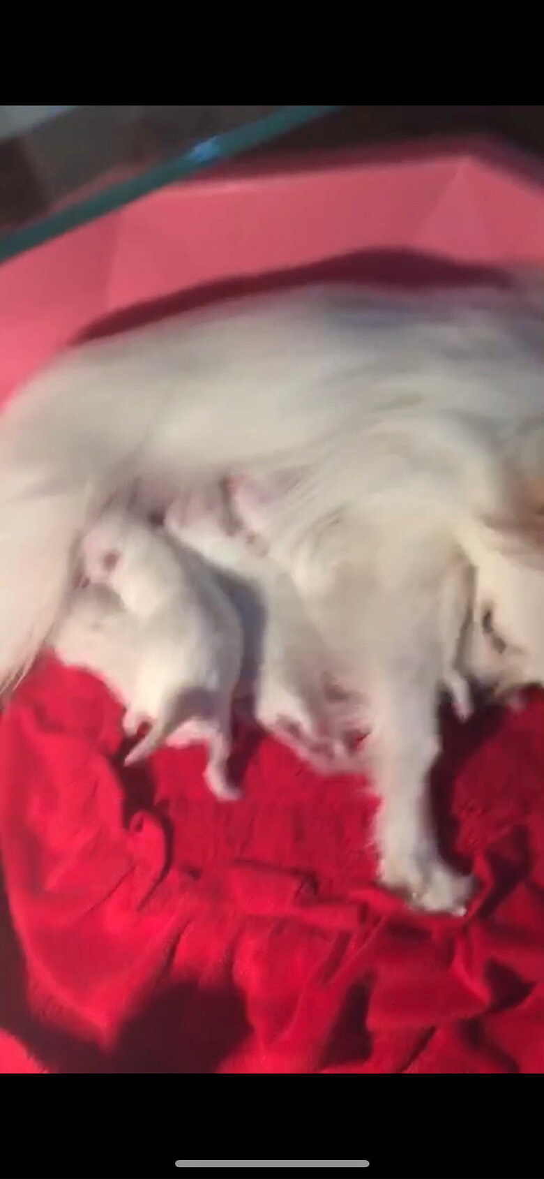 �ɰ��Ĳ���������