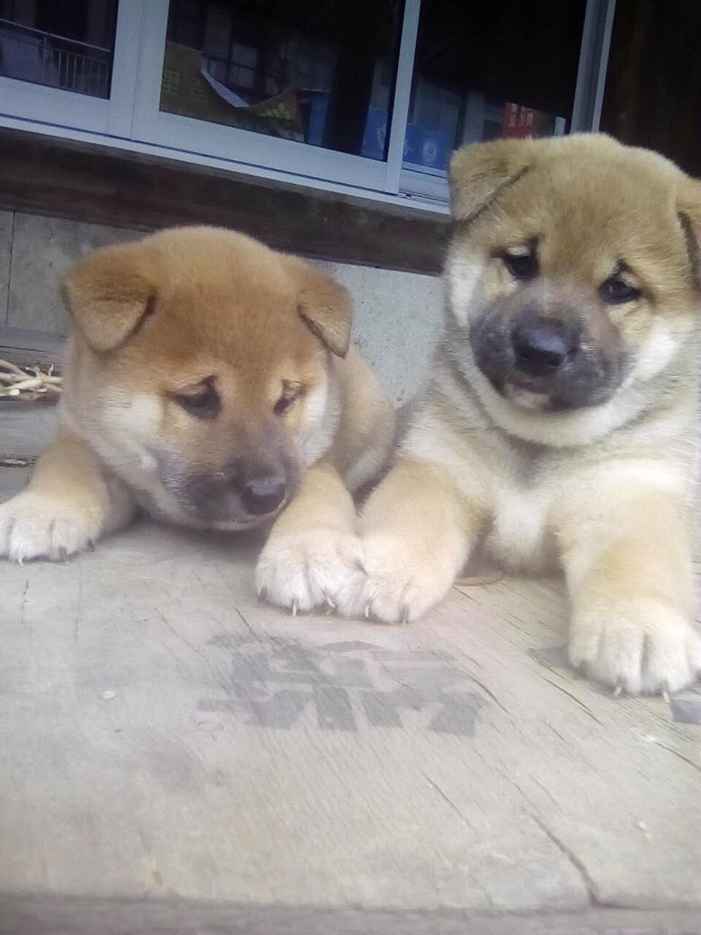 ��Ʒ�ձ���Ȯ