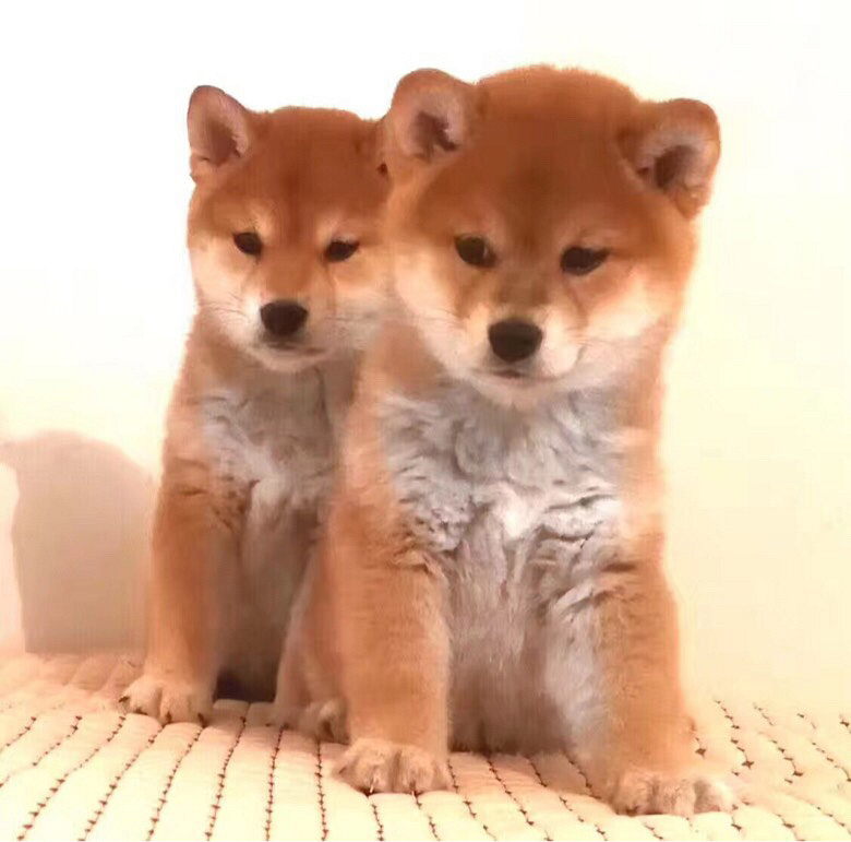 ��Ʒ�ձ���Ȯ