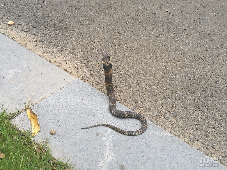 爆料公园散步看到一条小眼镜蛇