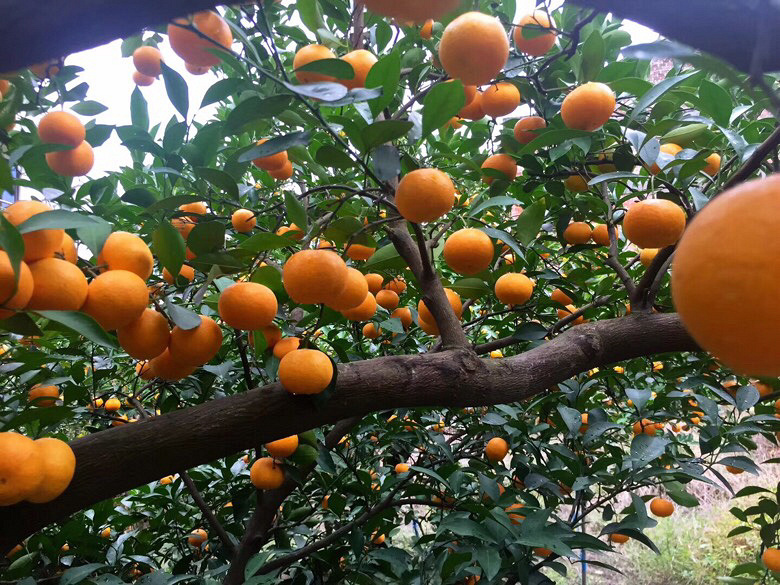 ���ұ������Բ�������ũҩ