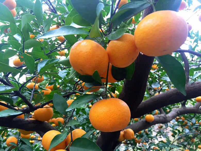 ���ұ������Բ�������ũҩ